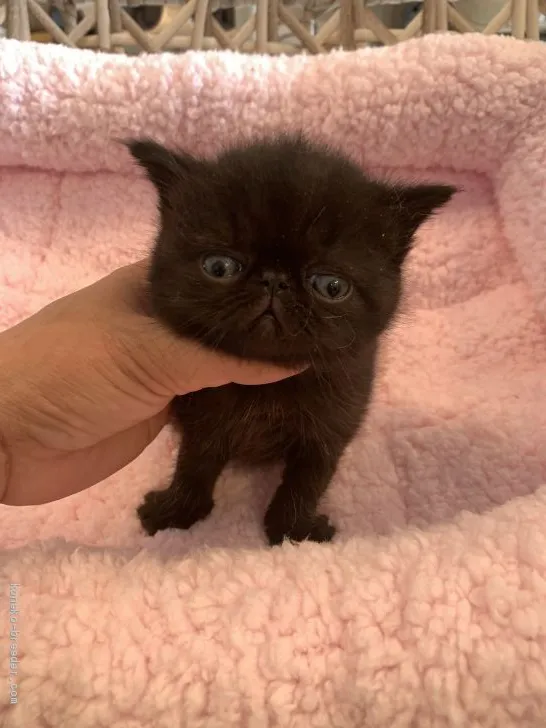 ID:2005-02147の子猫