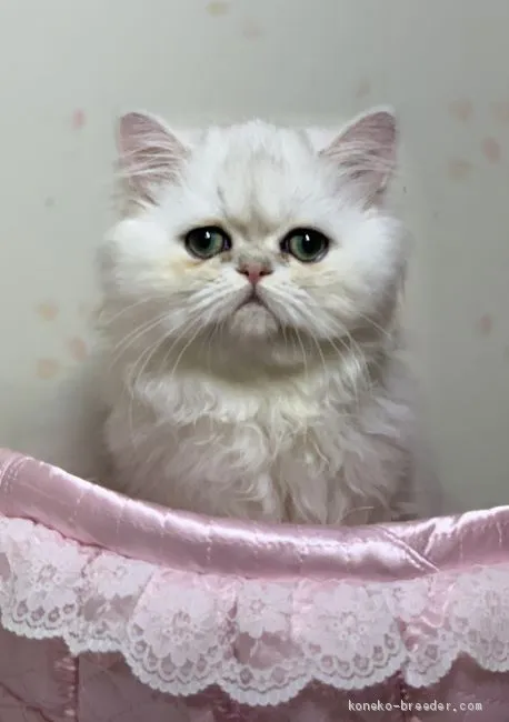 ID:2008-01869の子猫