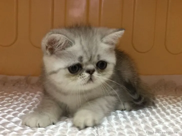 ID:1706-01111の子猫