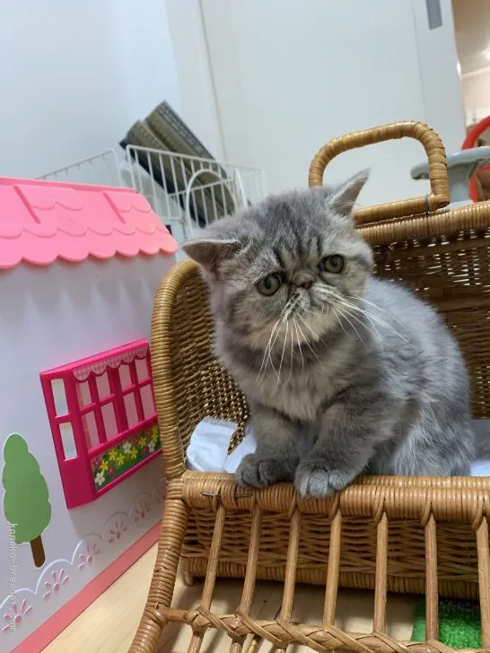 ID:2003-01852の子猫