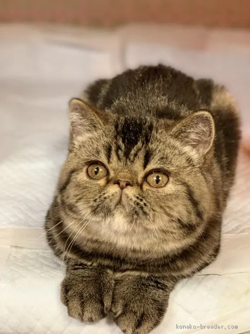 ID:1905-00893の子猫