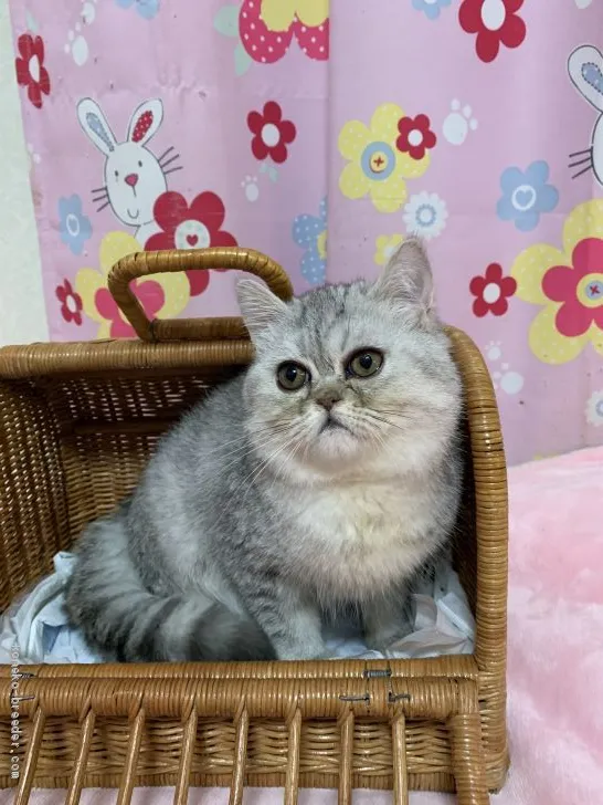 ID:1912-01371の子猫