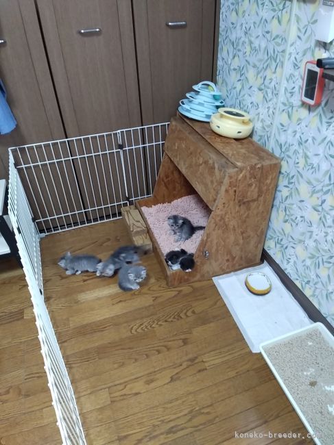 3階の子猫部屋です。もう少し大きくなるとサークルを外して自由奔放です😊｜山田　恵子(やまだ　けいこ)ブリーダー(愛知県・エキゾチックショートヘアなど・Sun kyoto japan cat club登録)の紹介写真5