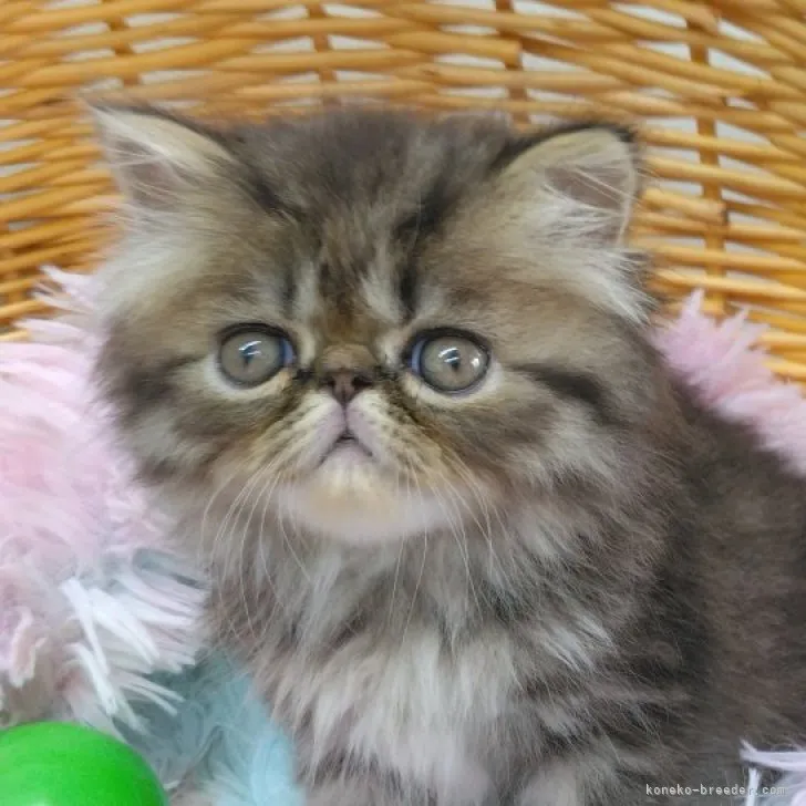 ID:2308-01434の子猫