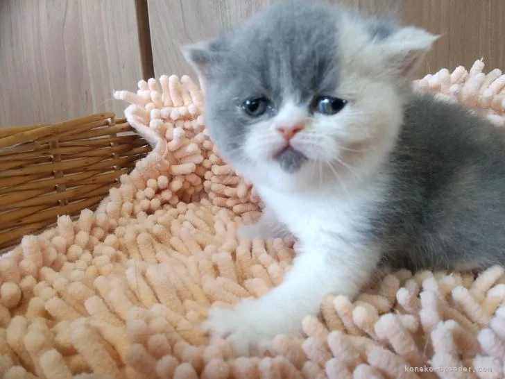ID:2104-00712の子猫