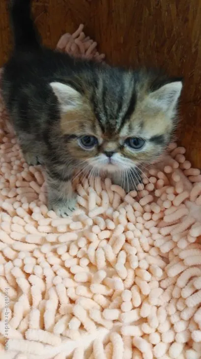 ID:1808-00716の子猫