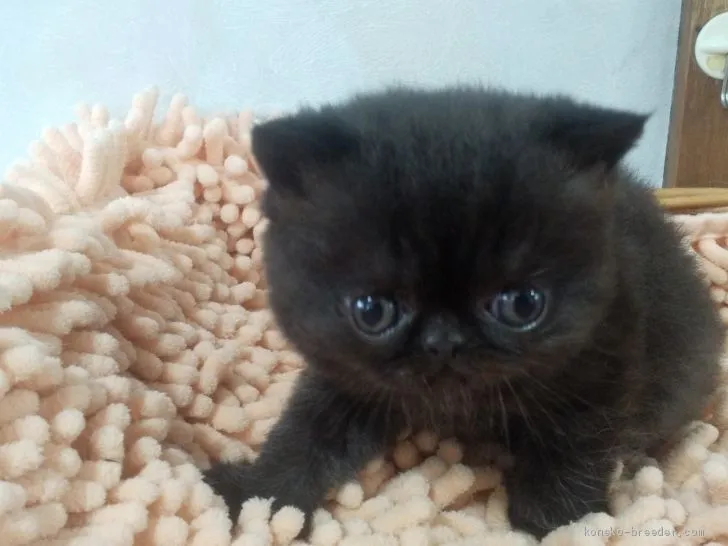 ID:2103-00285の子猫
