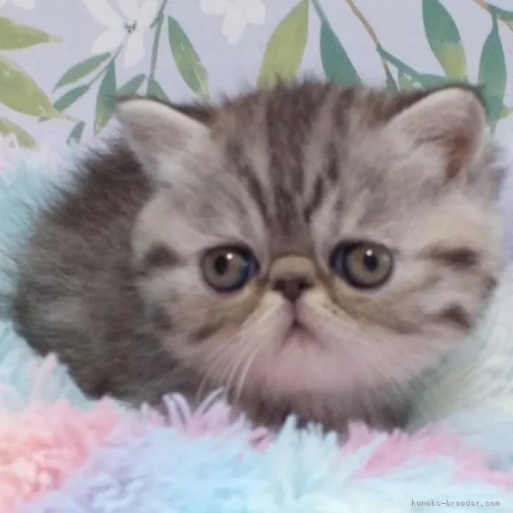 ID:2211-01426の子猫