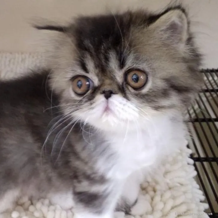 ID:2211-01435の子猫