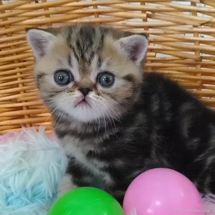 ID:2503-00924の子猫