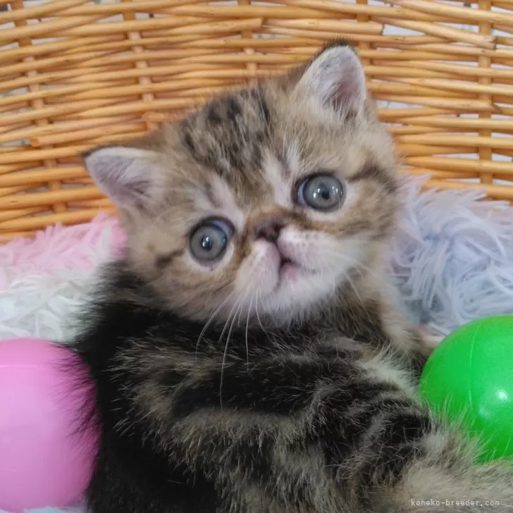 ID:2503-00923の子猫