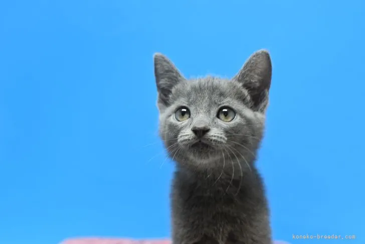 やましん 様のお迎えした子猫