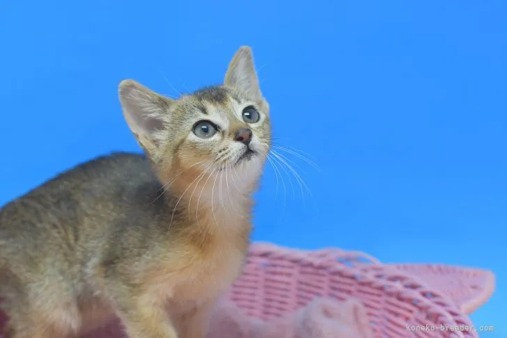 ID:2104-00646の子猫