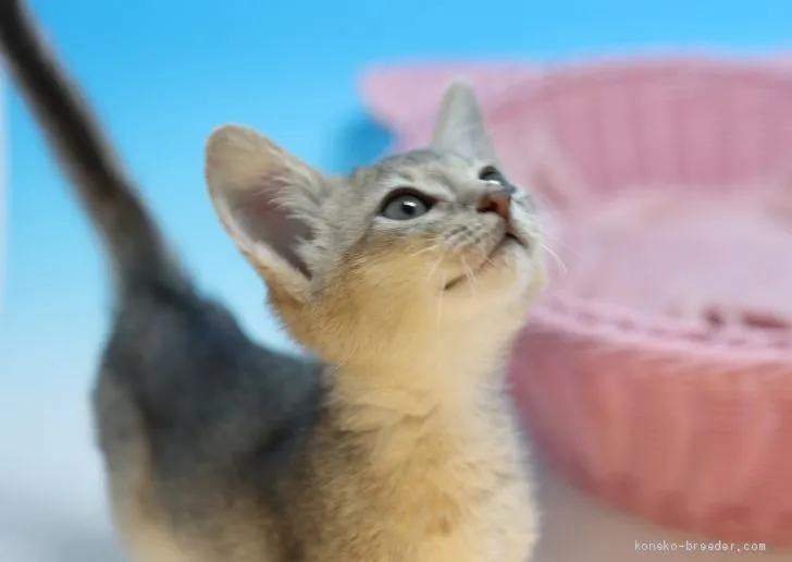 ID:2010-02104の子猫