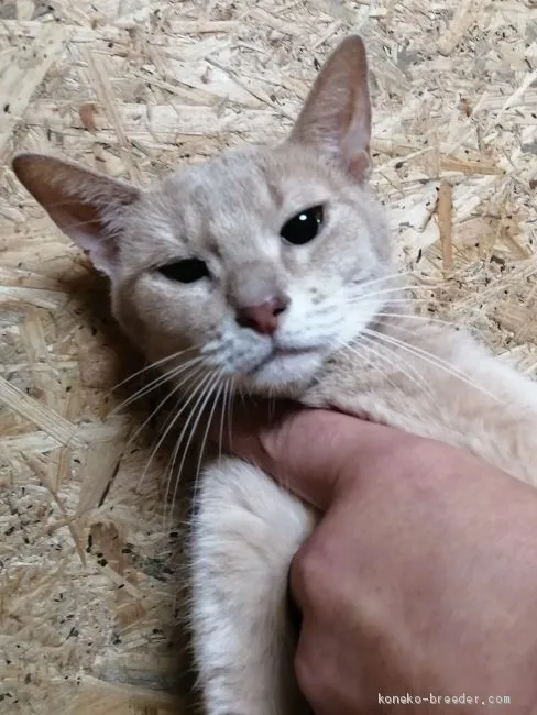 タチコマコマ 様のお迎えした子猫