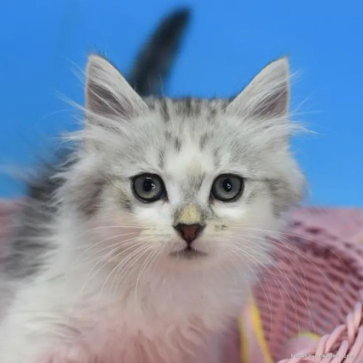 ID:2212-02398の子猫