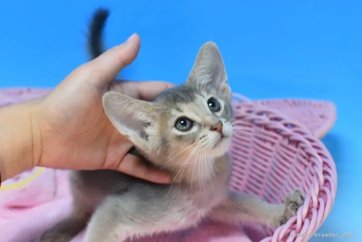 ID:2111-00764の子猫