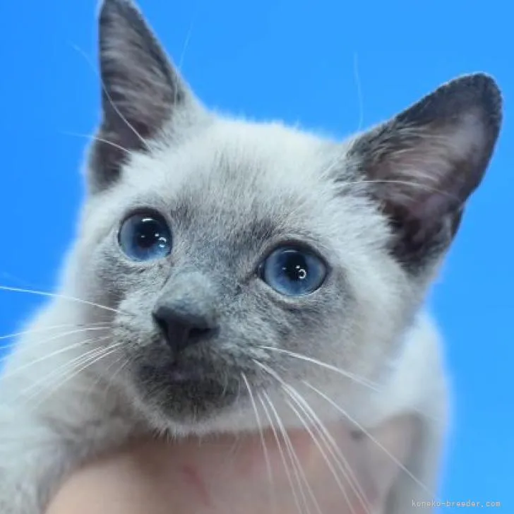 ID:2210-01090の子猫