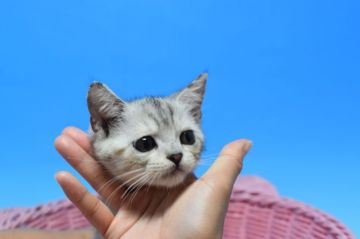 マンチカン(長足)【茨城県・女の子・2020年8月16日・シルバータビー♪（ショート♪）】の写真「おてんばちゃん♪」