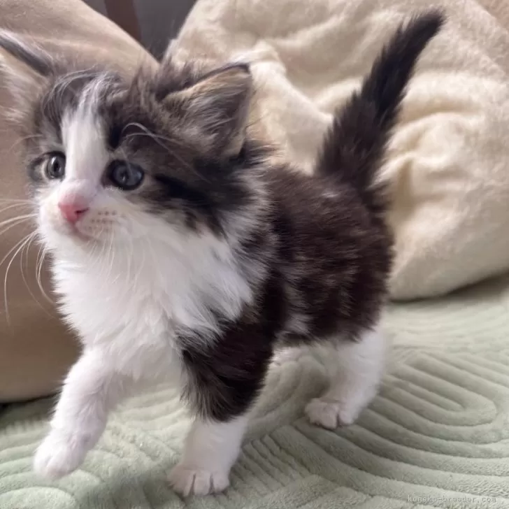 ID:2412-01046の子猫