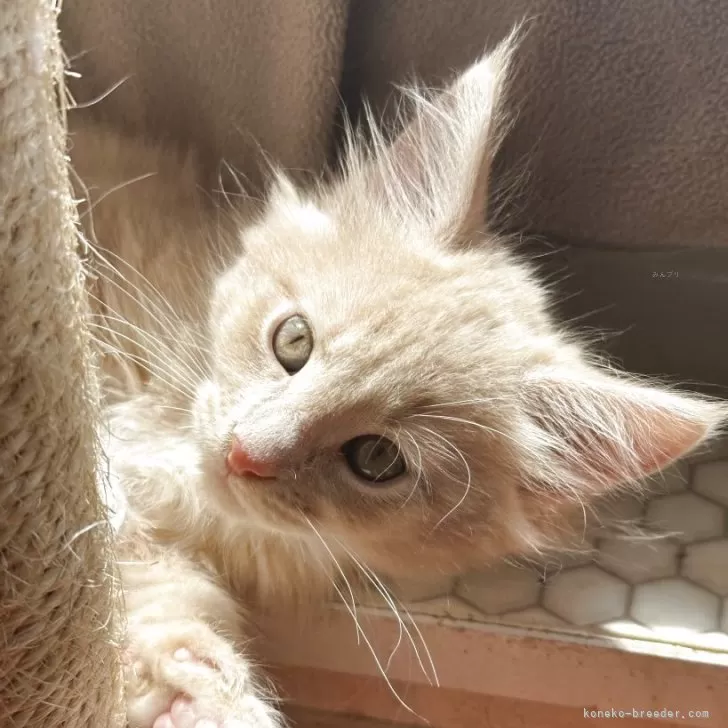 ID:2504-01222の子猫
