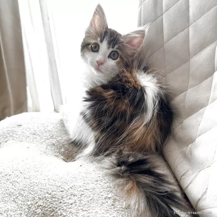 ID:2504-00626の子猫