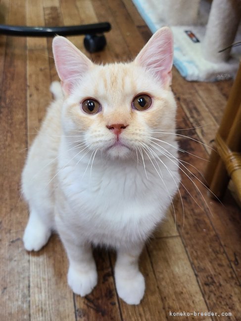 北海道】上野 淳子(うえの じゅんこ)ブリーダー｜みんなの子猫ブリーダー