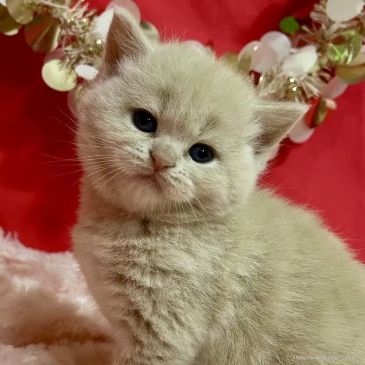 ID:2412-01292の子猫