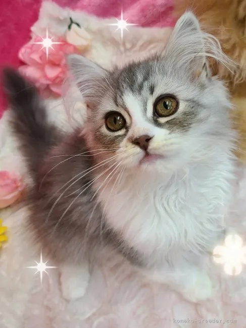 ID:2303-01065の子猫