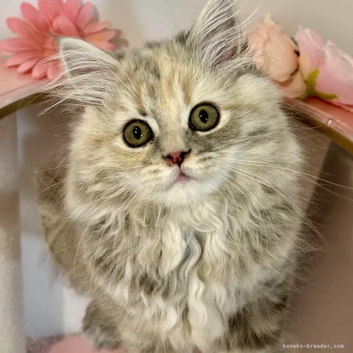 ID:2406-03121の子猫