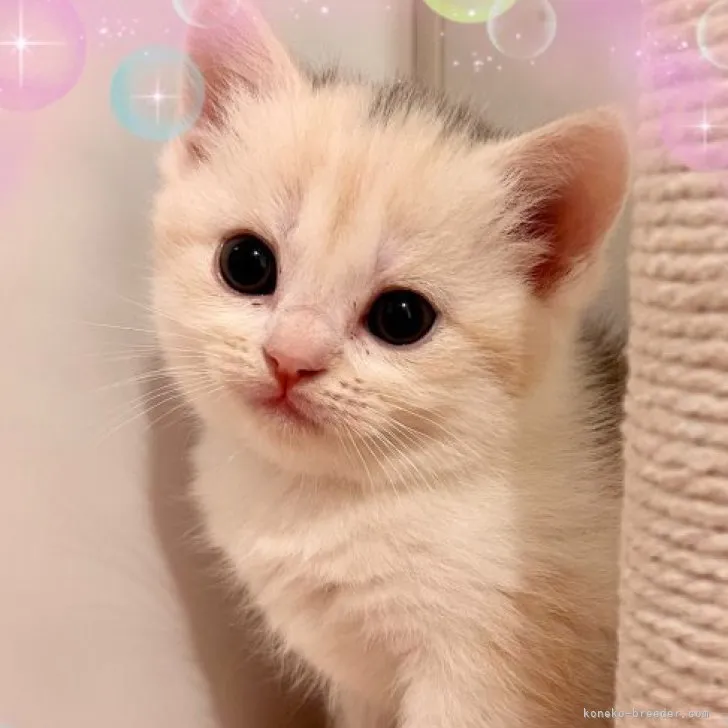 ID:2310-01743の子猫