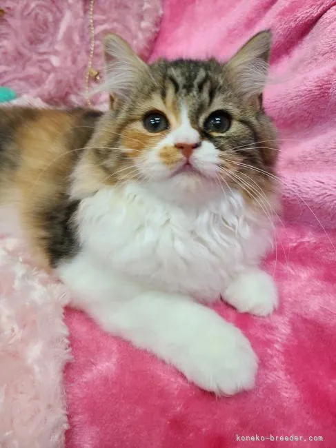 ID:2208-01813の子猫