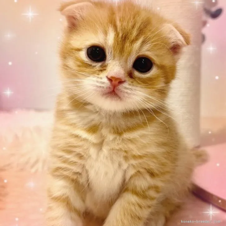 ID:2311-01435の子猫