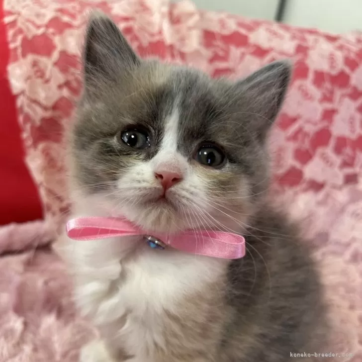 ID:2403-00097の子猫