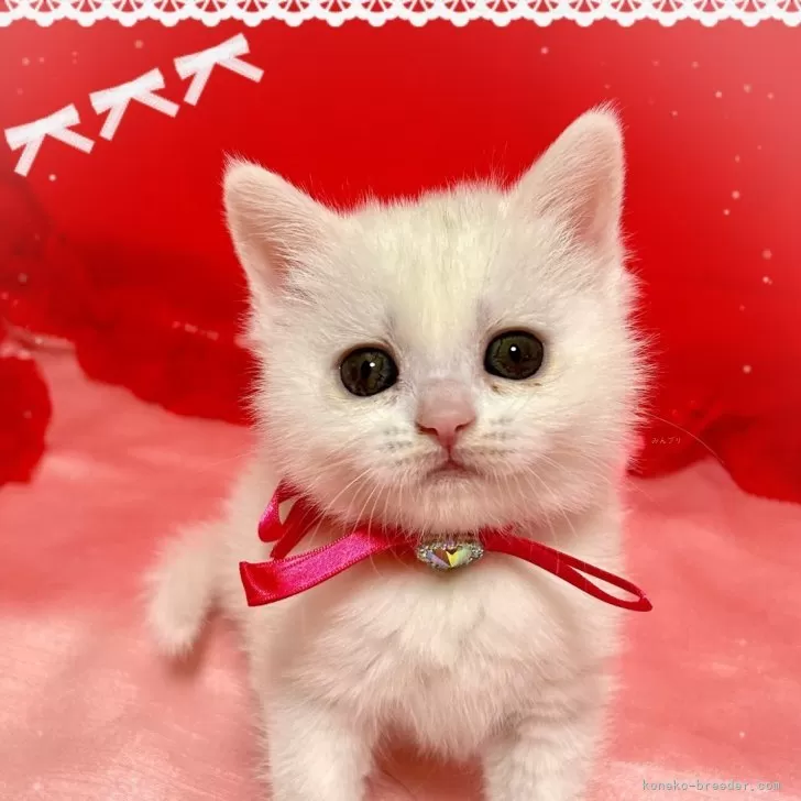ID:2404-02329の子猫