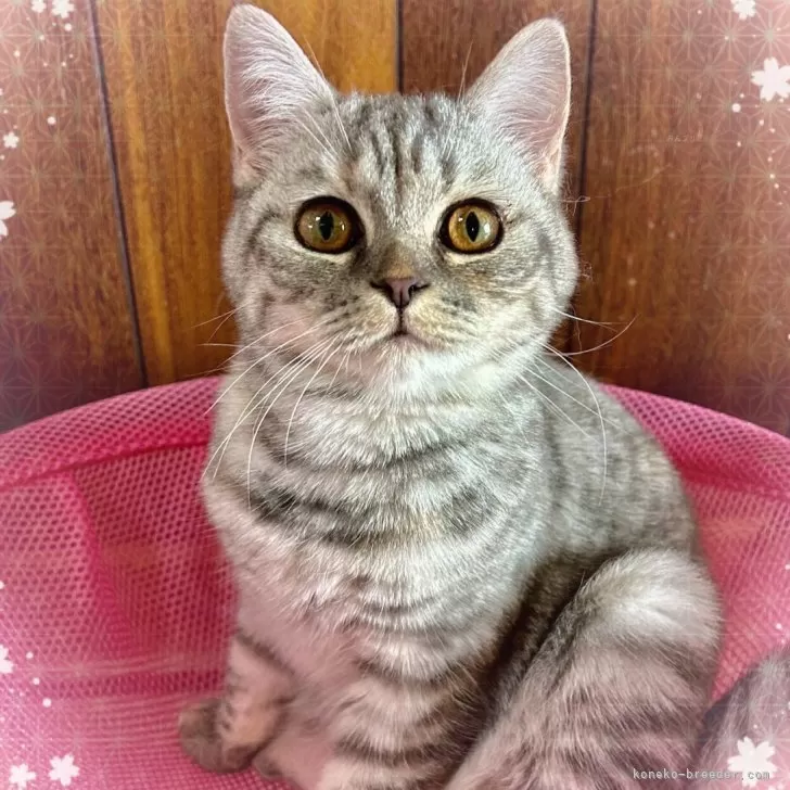 ID:2409-01463の子猫