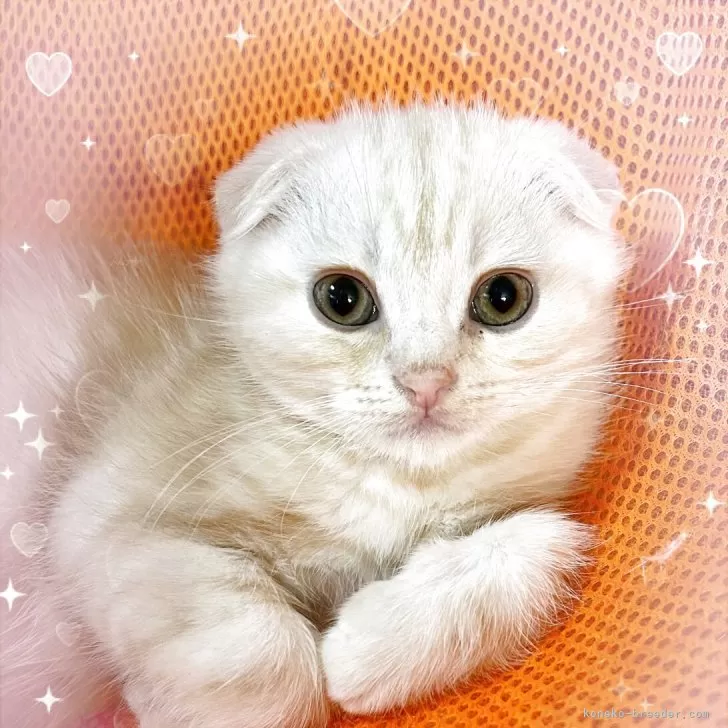 S.I 様のお迎えした子猫