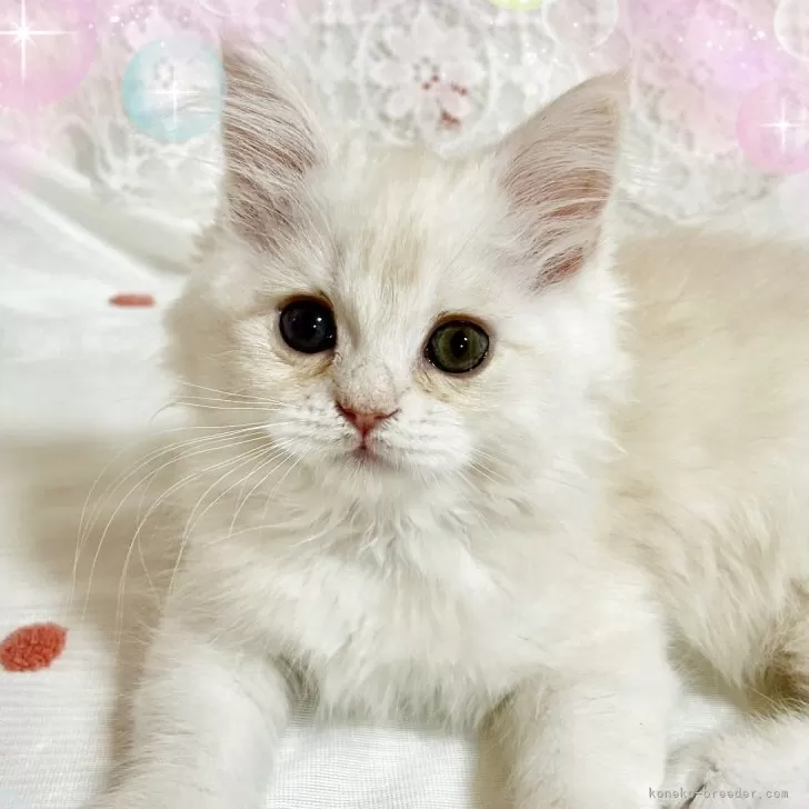 K.Y 様のお迎えした子猫