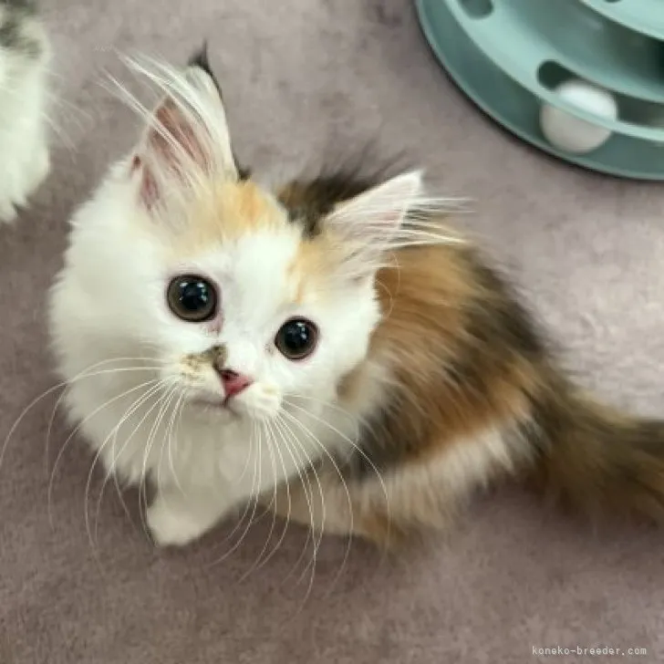 ID:2309-01102の子猫