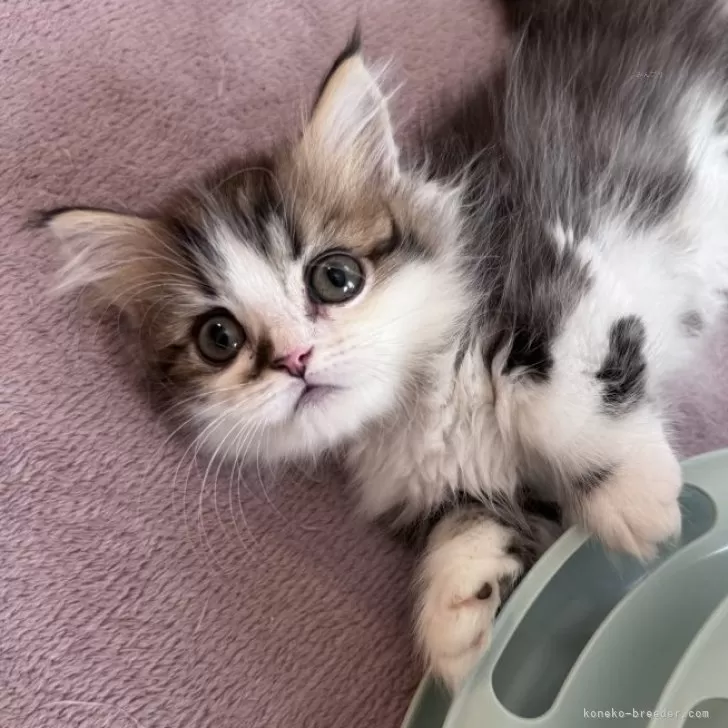 ID:2408-01899の子猫