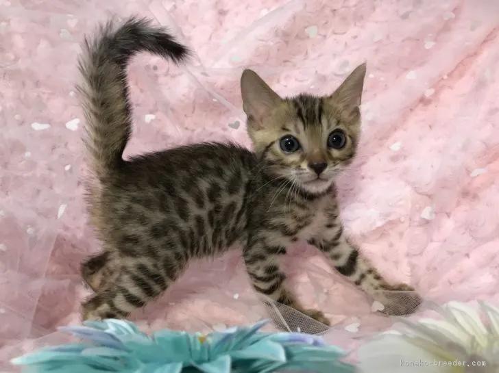 ID:1807-01159の子猫