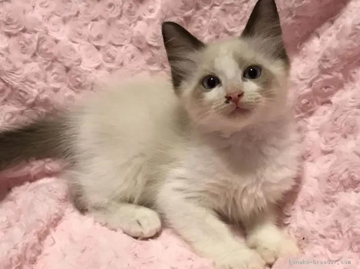 ID:1705-00204の子猫