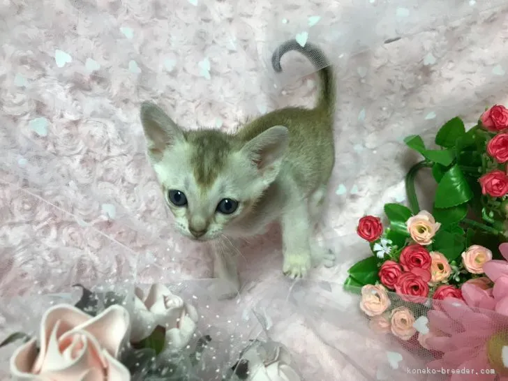 ID:1807-00131の子猫