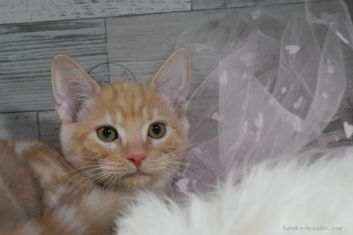 ID:2008-01589の子猫