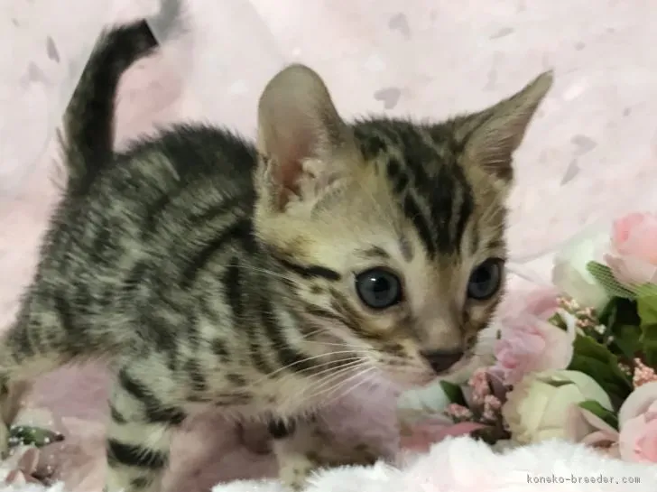 ID:1803-00152の子猫