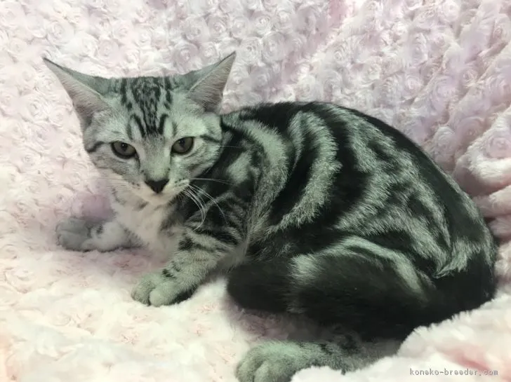ID:1806-01114の子猫