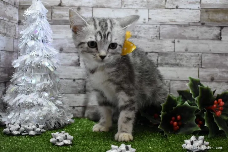 ID:1811-00907の子猫