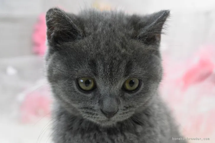 ID:2106-01272の子猫