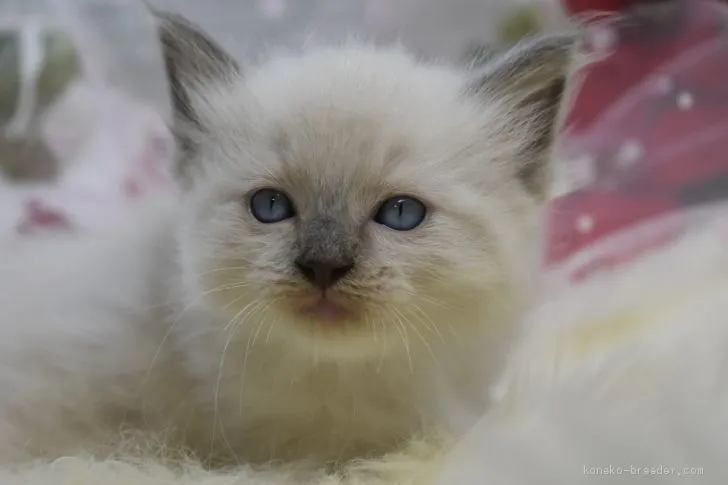 ID:2012-00608の子猫