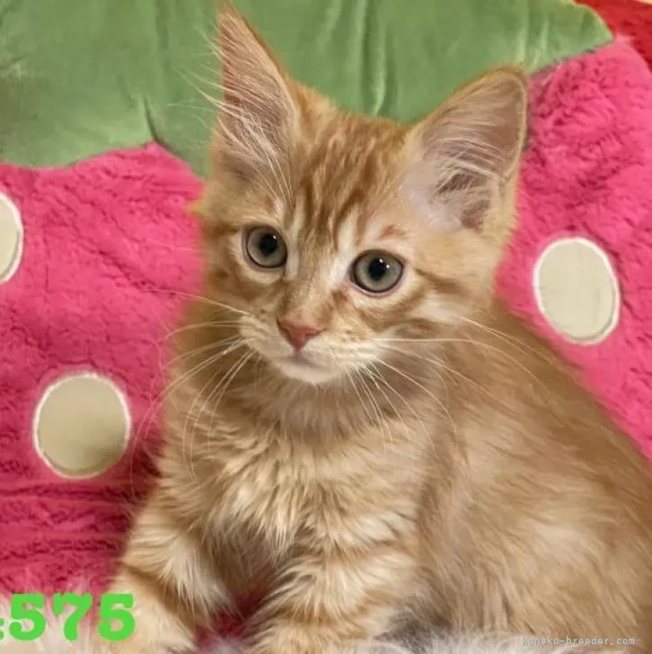 ID:2212-00814の子猫